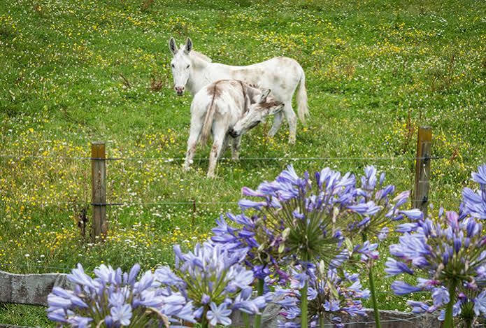 Doolans Country Retreat B&B Rotorua Dış mekan fotoğraf